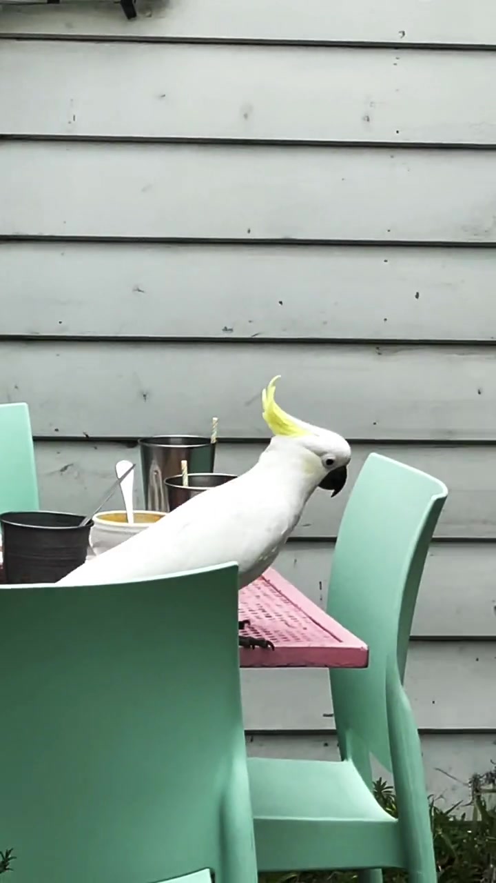 第一次看到鹦鹉吃糖,它在餐厅里捡客人吃剩的咖啡糖