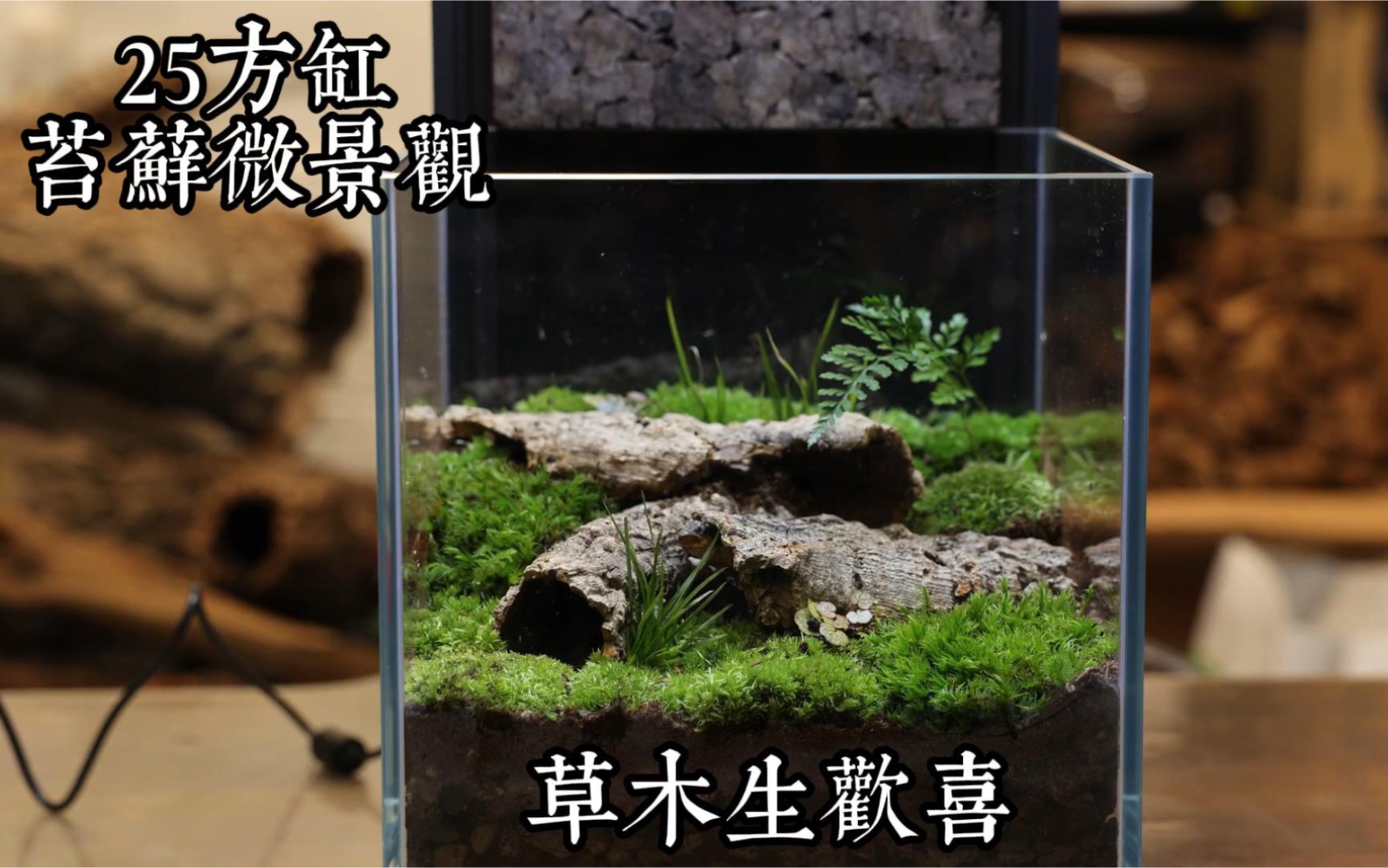 分享一个25方缸苔藓微景观的制作过程 快来一起学习吧