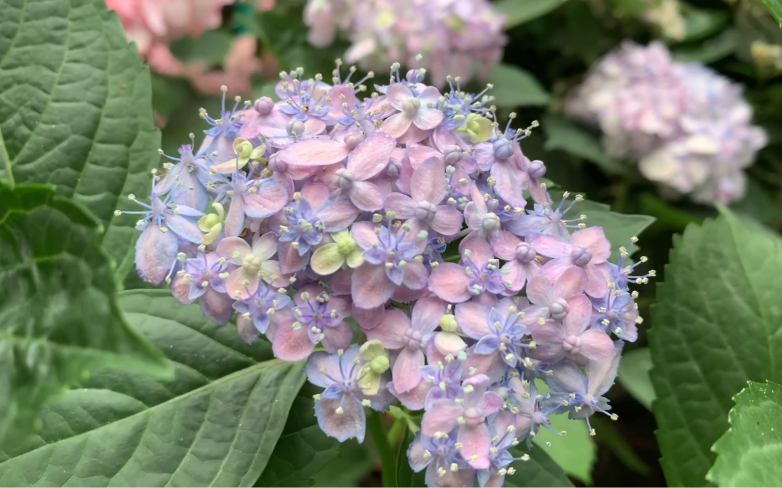 记录绣球惠子小姐,万华镜,有淞