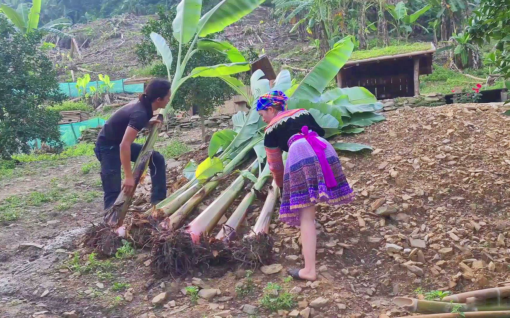 [图]鱼塘周围移栽香蕉树，给鱼塘遮荫和防止垮塌，热带雨林野外生活！