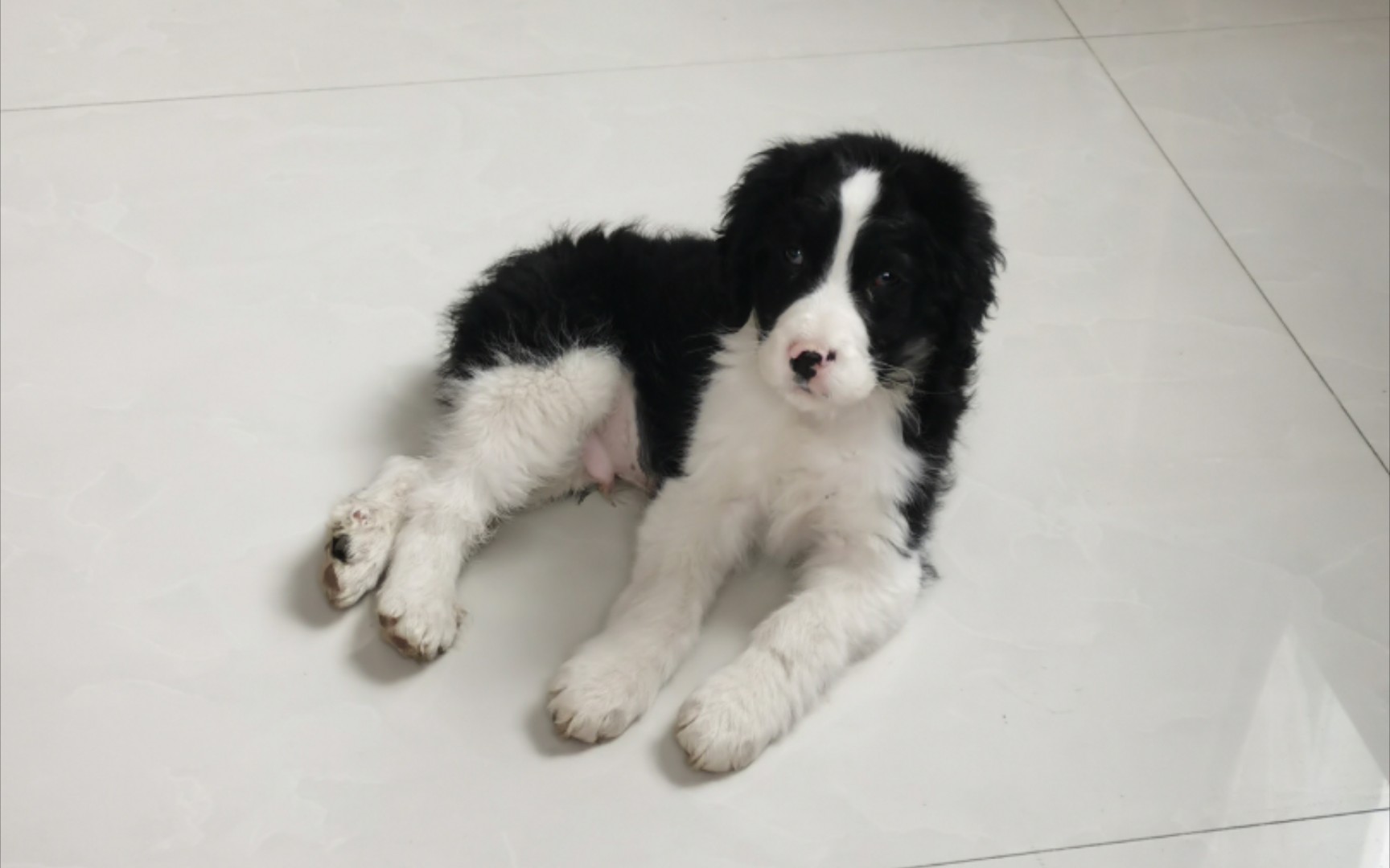 【记录一下】熊崽 三个月公史宾格_哔哩哔哩_bilibili