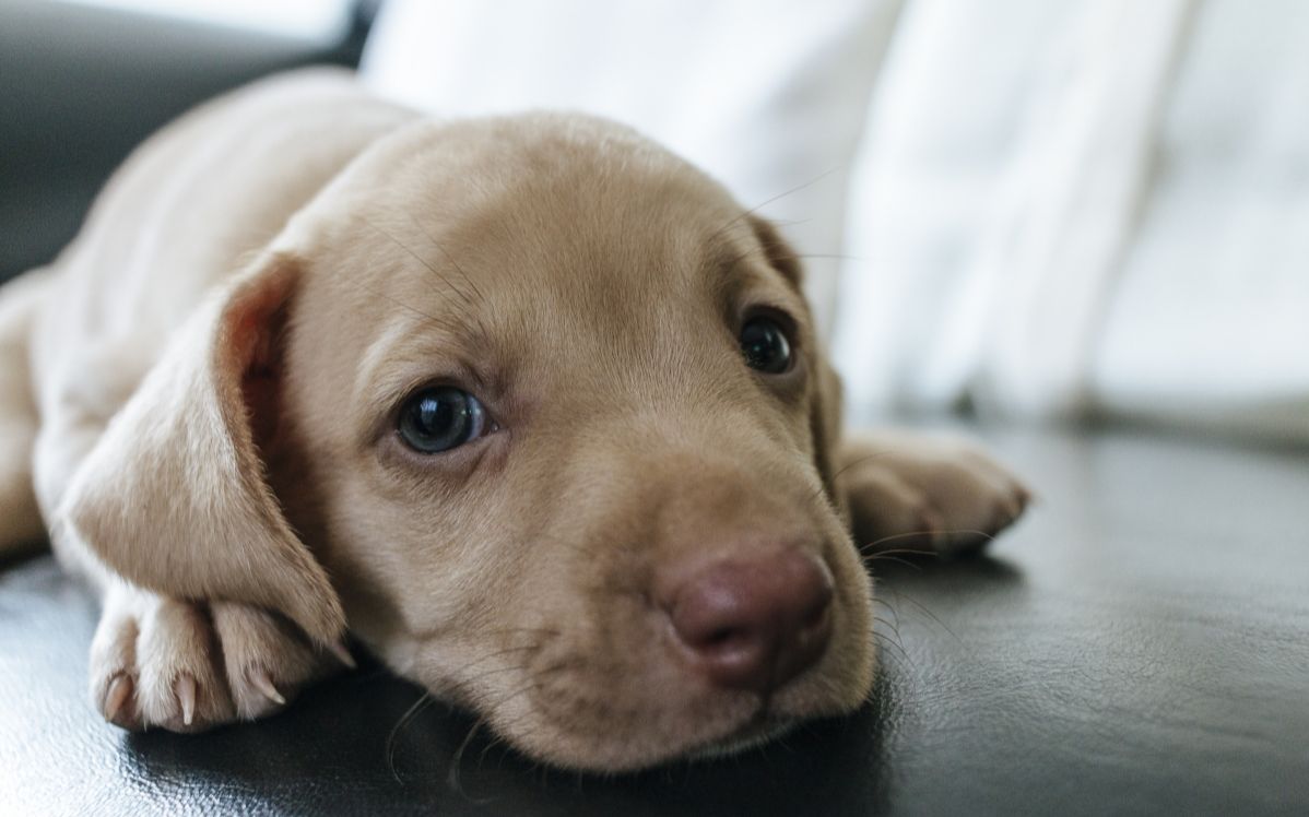 q宠大乐斗:《三打馒头系列03》最终收复馒头,以德服人