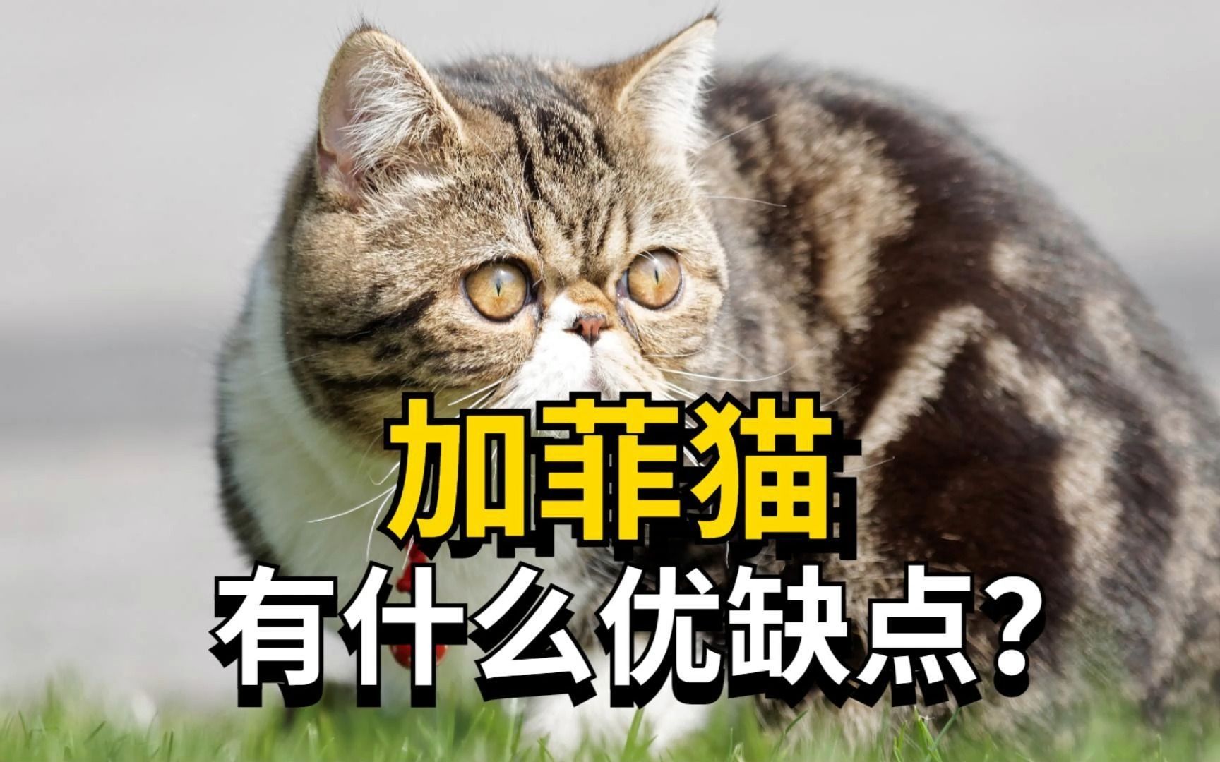 加菲猫有哪些优缺点?我来告诉你!哔哩哔哩bilibili