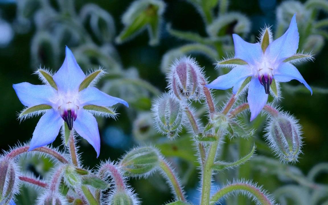 玻璃苣 Borago officinalis(琉璃苣)哔哩哔哩bilibili