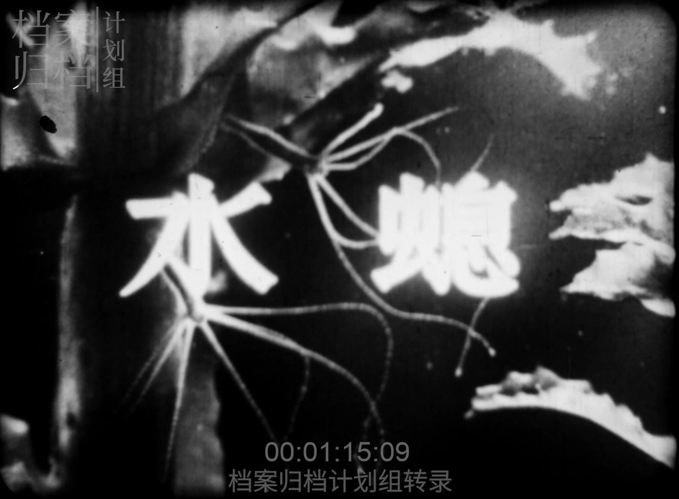 (北科 1964)水螅哔哩哔哩bilibili