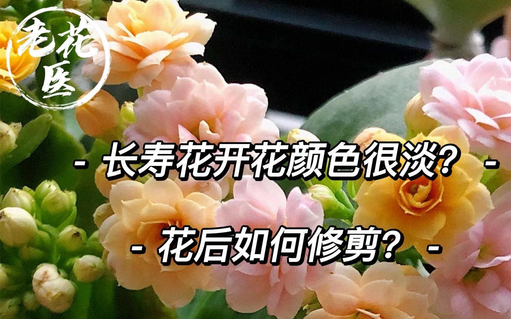 长寿花开花颜色很淡?花后如何修剪?养花必懂小知识哔哩哔哩bilibili