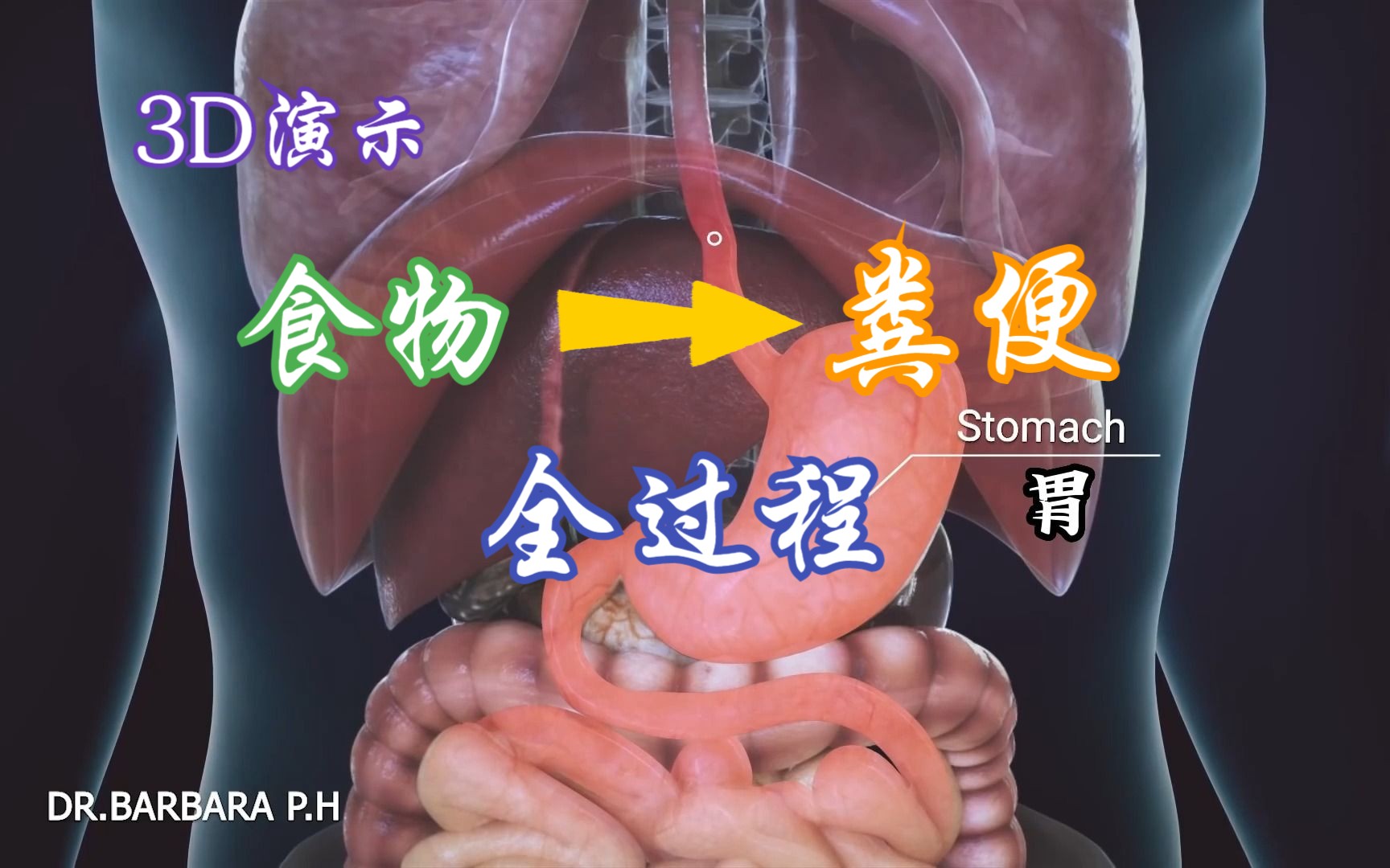 [图]3D演示：食物转化成粪便全过程