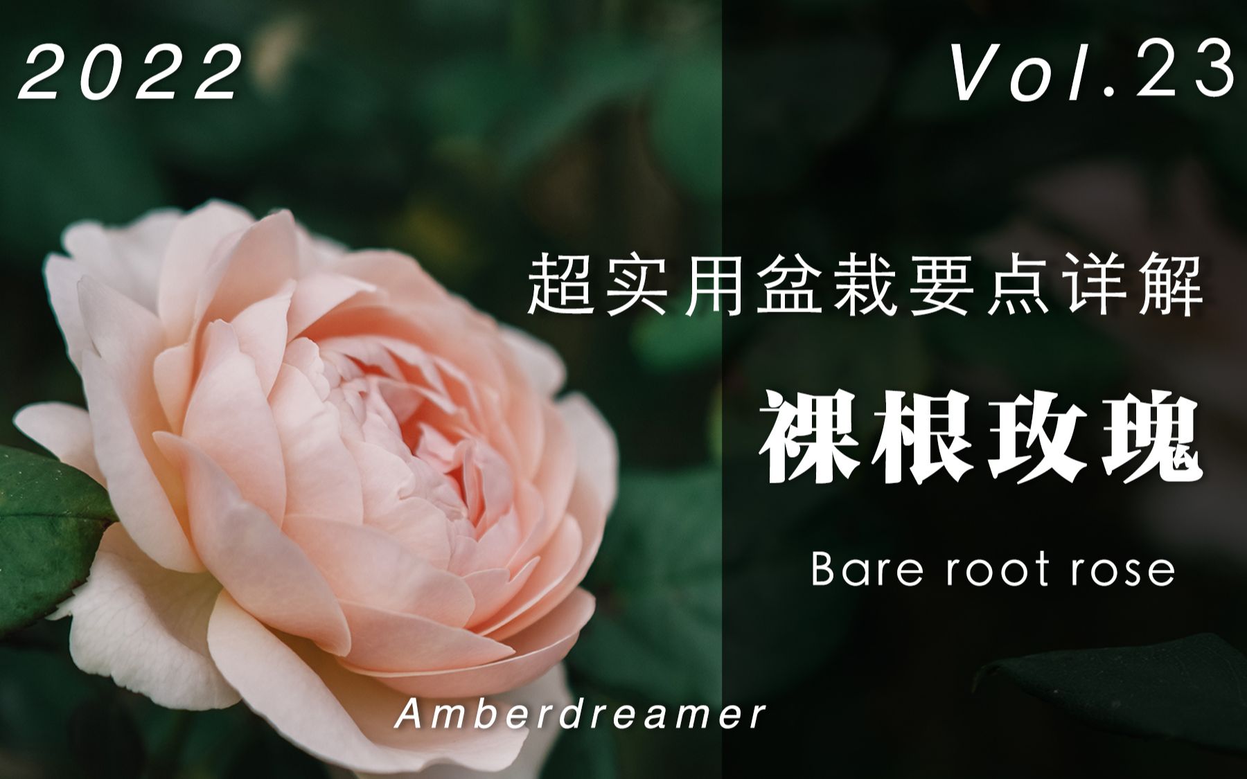 【#23Amber花园】超实用全过程种植攻略,盆栽裸根玫瑰/月季要点详解,做好种好玫瑰的第一步哔哩哔哩bilibili