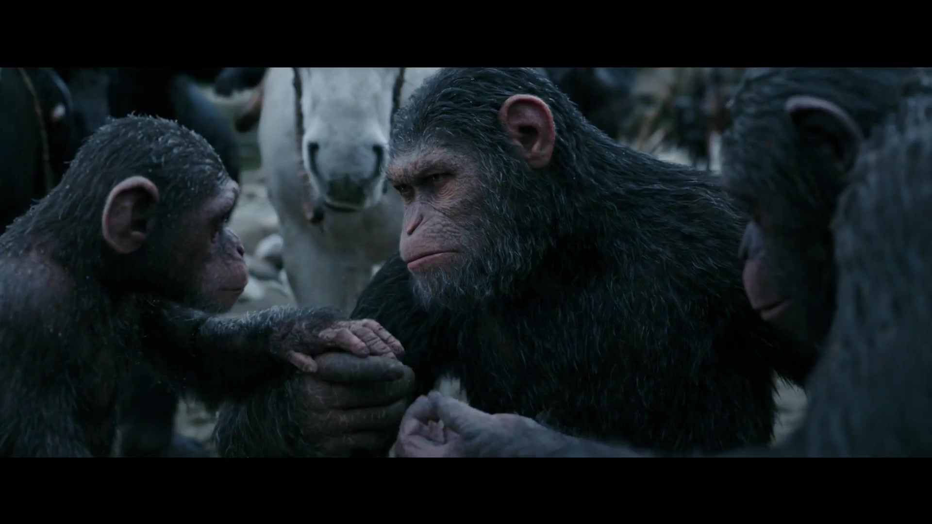 [图]【预告】War for the Planet of the Apes【猩球崛起3：终极之战】 #1 (2017) _ 【最新电影预告】