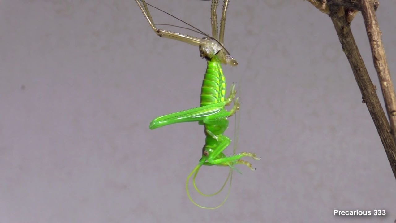 恶魔螽斯蜕皮 Giant Texas Katydid molts哔哩哔哩bilibili