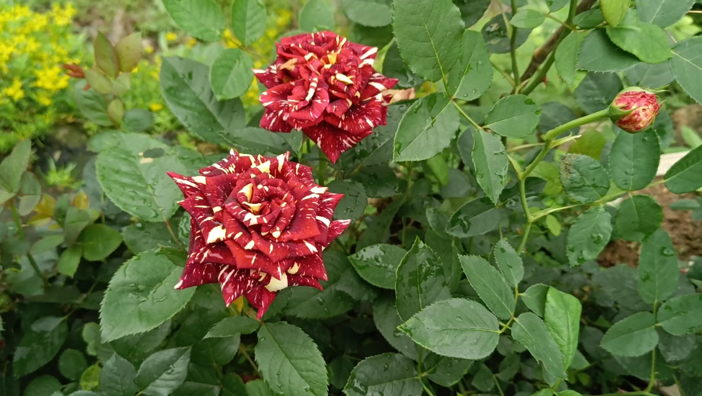 [图]月季流星雨， 花开两朵