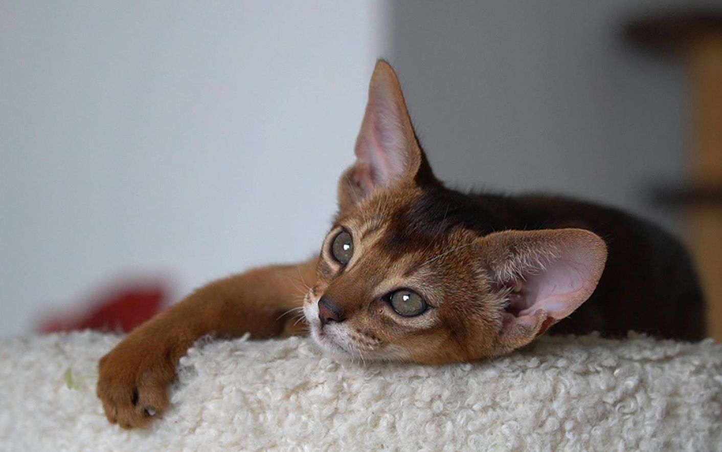 五官非常标致的红褐色阿比妹妹-狗爪子_哔哩哔哩_bilibili