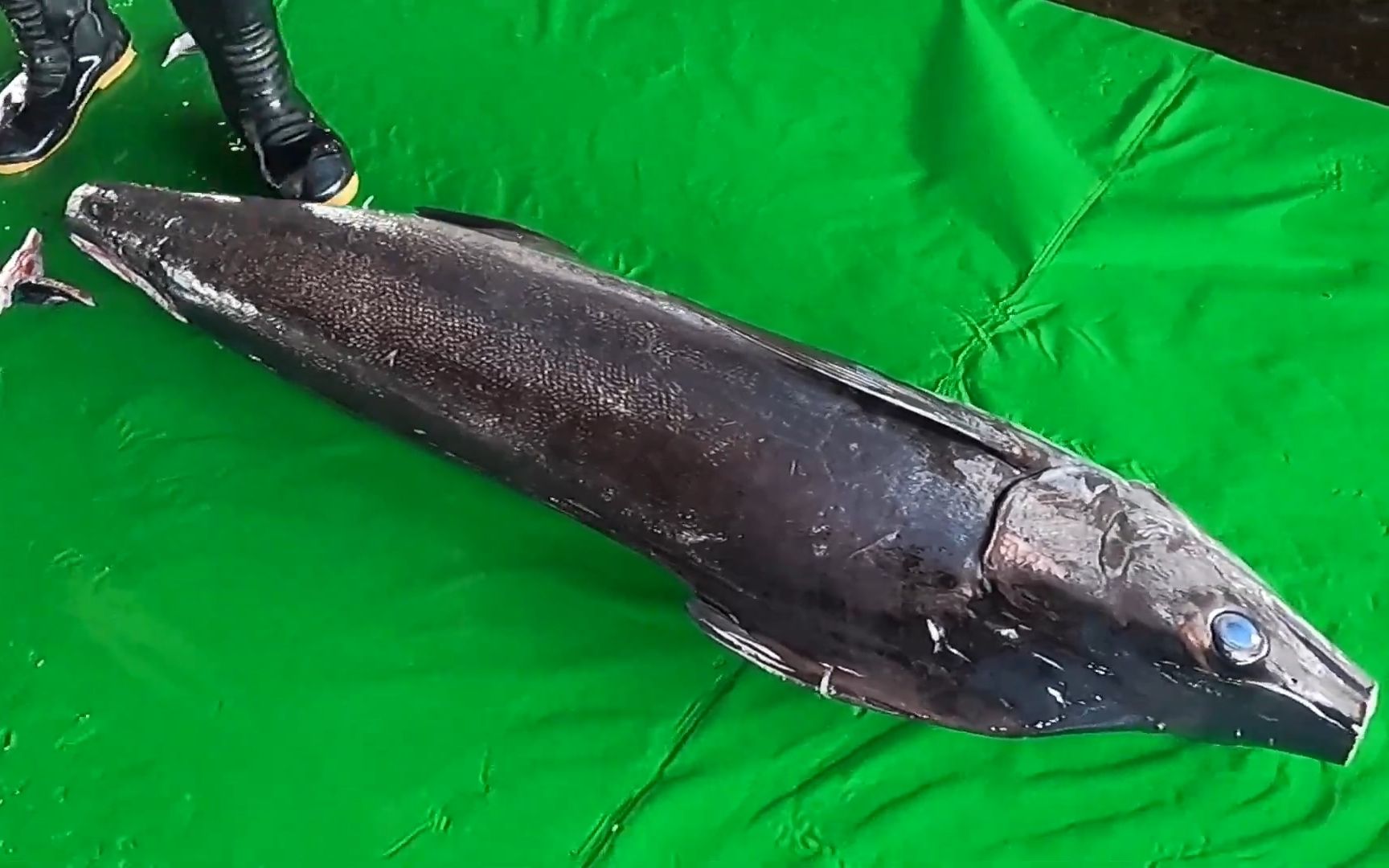 巨大马林鱼切割分解刺身备用foodadventure