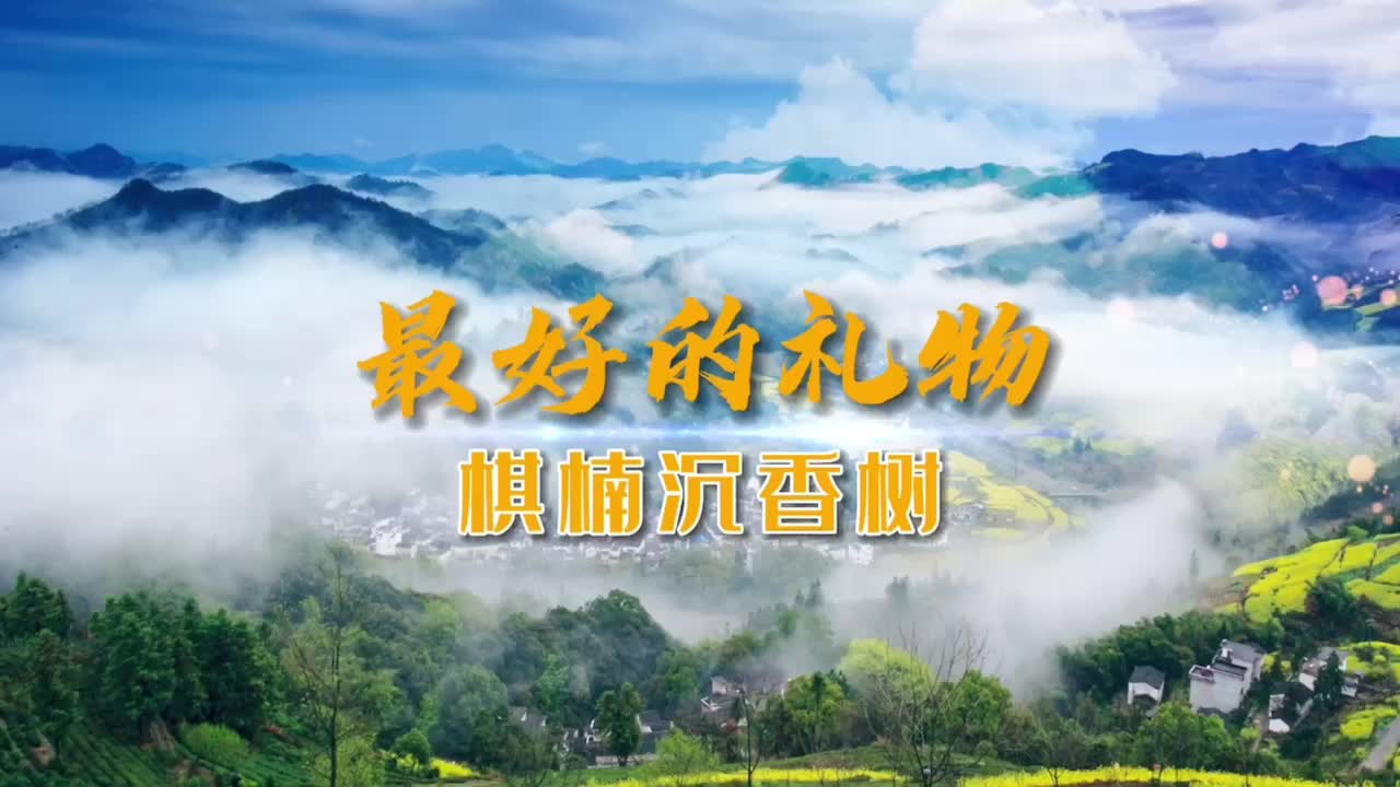 最好的礼物,就是棋楠沉香树,你想拥有吗?哔哩哔哩bilibili