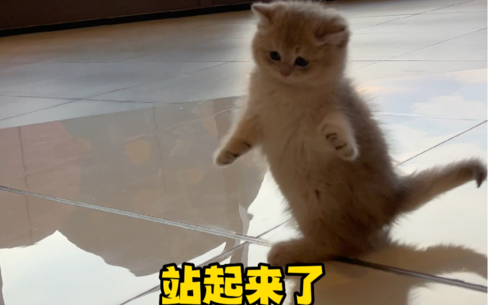 小暖猫和小姐姐的商场互动哔哩哔哩bilibili