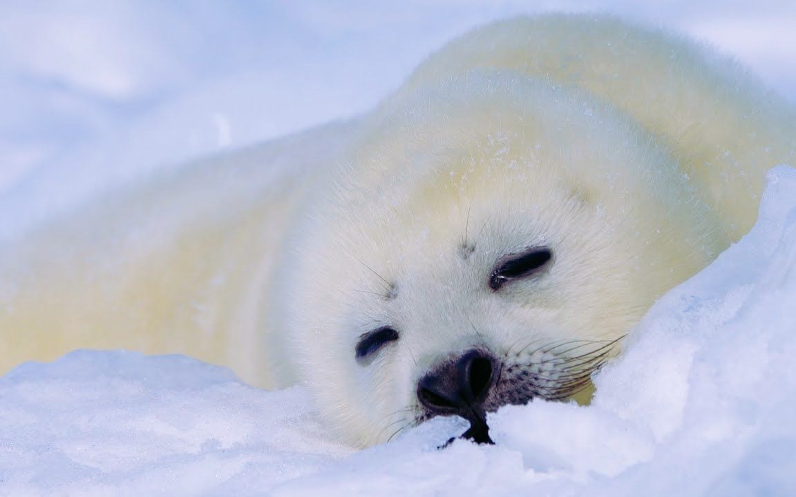 小海豹宝宝:我的本职工作就是 睡觉