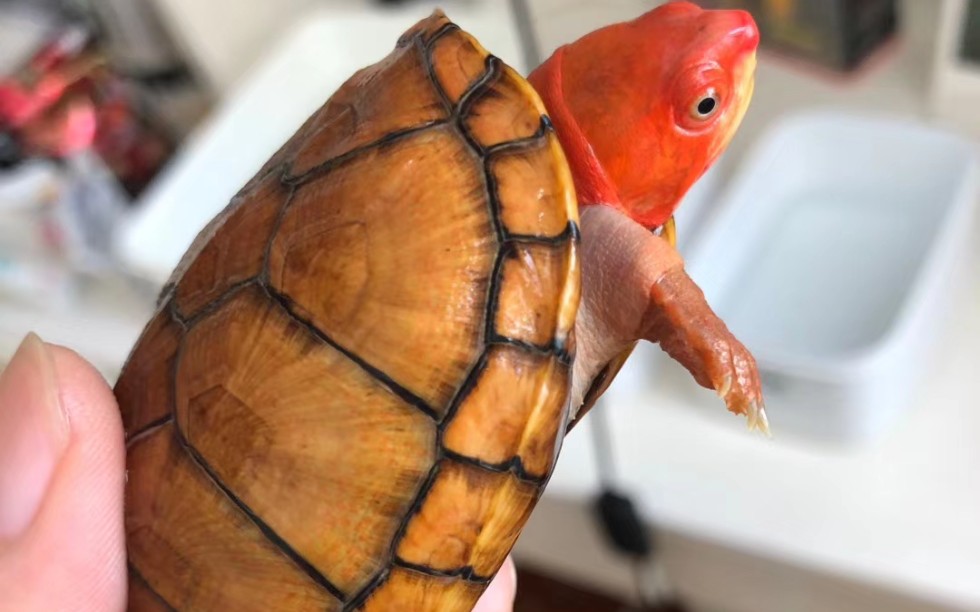红面蛋龟为什么这么臭图片