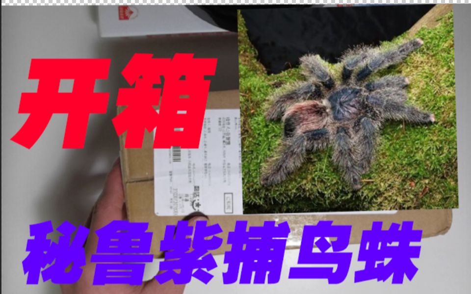 【蜘蛛开箱】价值100元一条的小苗子!开箱秘鲁紫粉趾捕鸟蛛