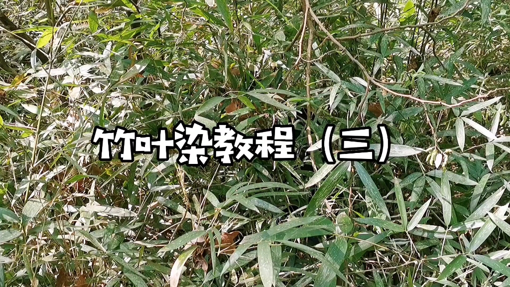 【非遗草木染】1分钟让你学会如何使用竹叶来染布,颜色还挺好看的哔哩哔哩bilibili