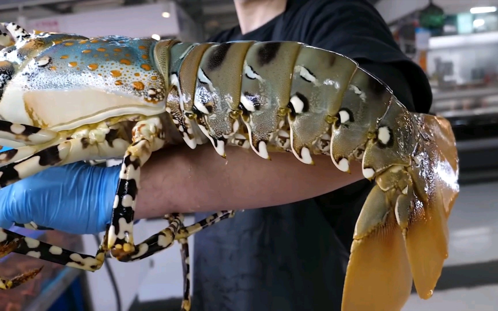 手臂粗的巨型龙虾花式吃法不要太赞了!嘎嘎香!