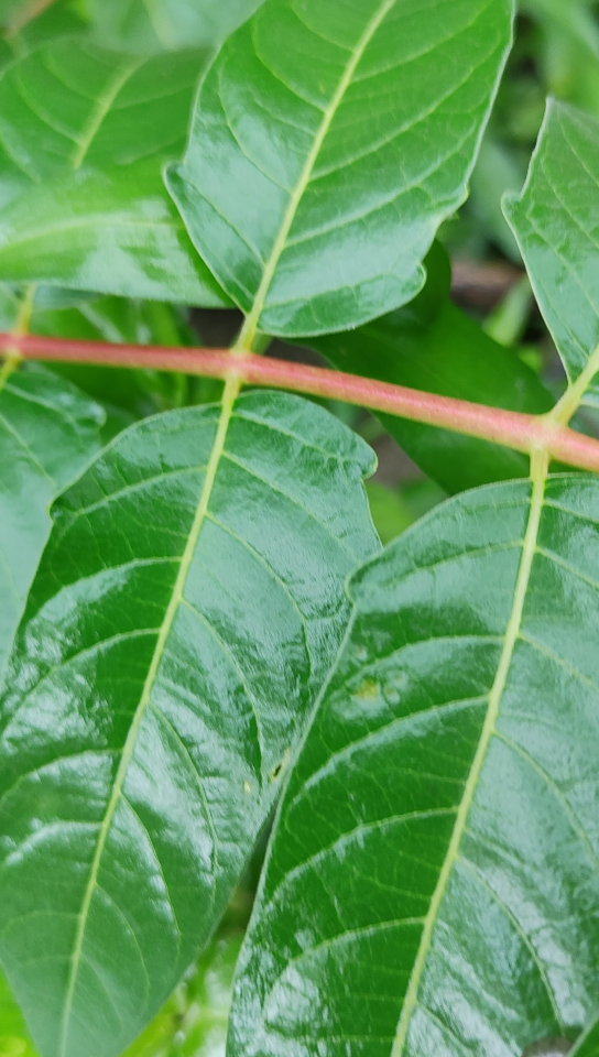 斑衣蜡蝉四龄若虫_哔哩哔哩_bilibili