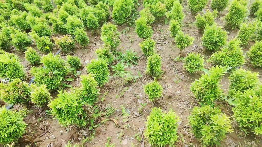 雀舌黄杨球 小苗基地 苗木批发-卉木园林