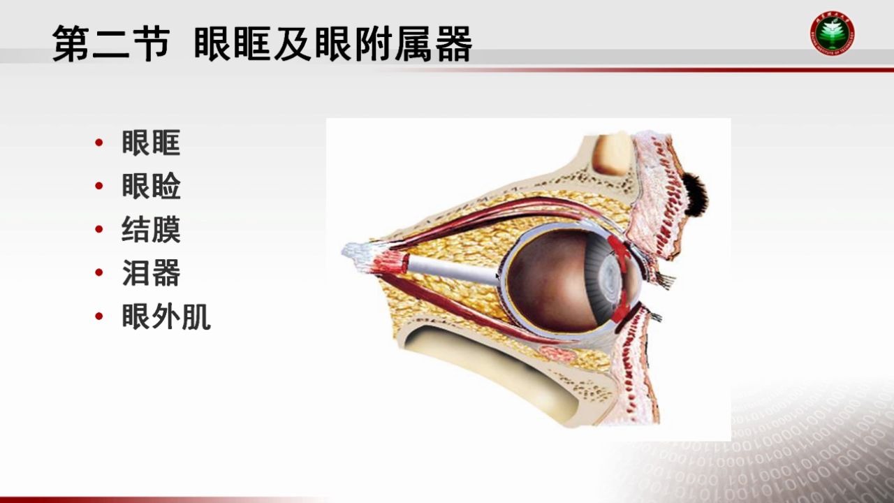 眼眶及眼附属器487眼科学基础远程教育|夜大|面授|函授|家里蹲大学|宅在家|在家宅哔哩哔哩bilibili