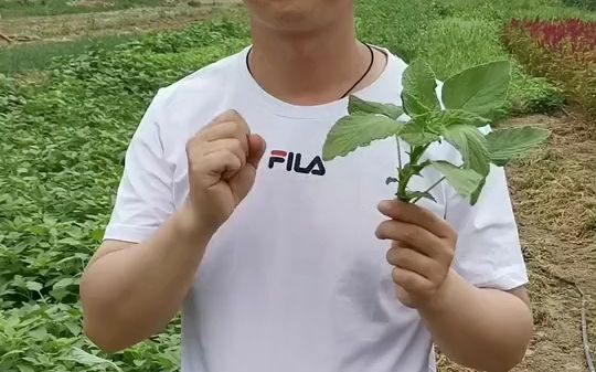 好吃的野菜