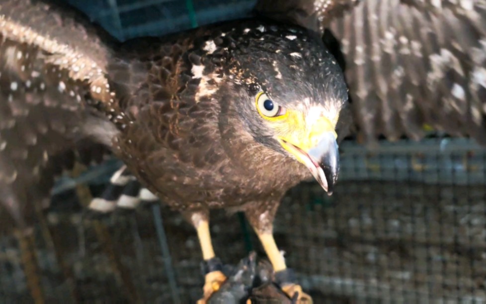 雏鸟养大的蛇雕真的太凶了,还攻击人,难搞啊!