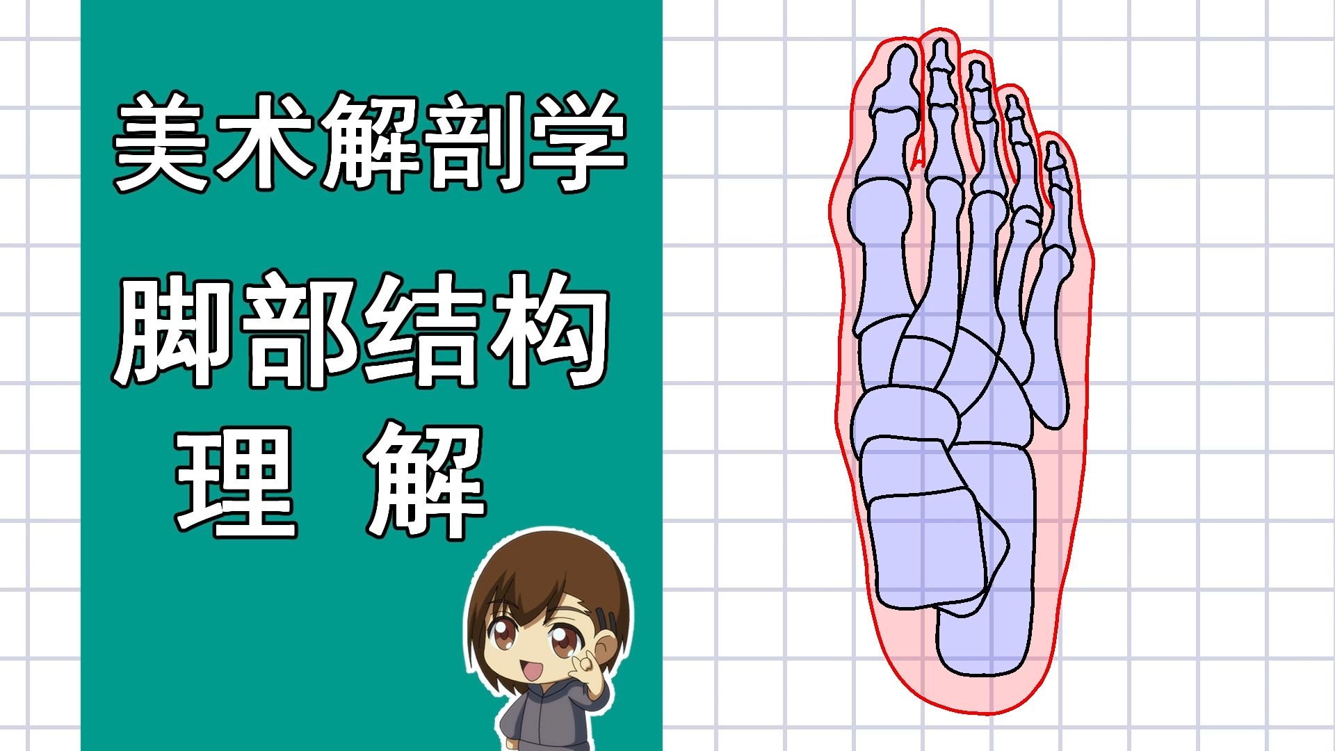 美术解剖学-79-脚部结构理解