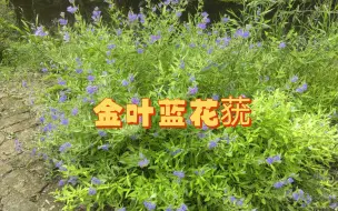 Video herunterladen: 基地植物介绍（1）——金叶蓝花莸