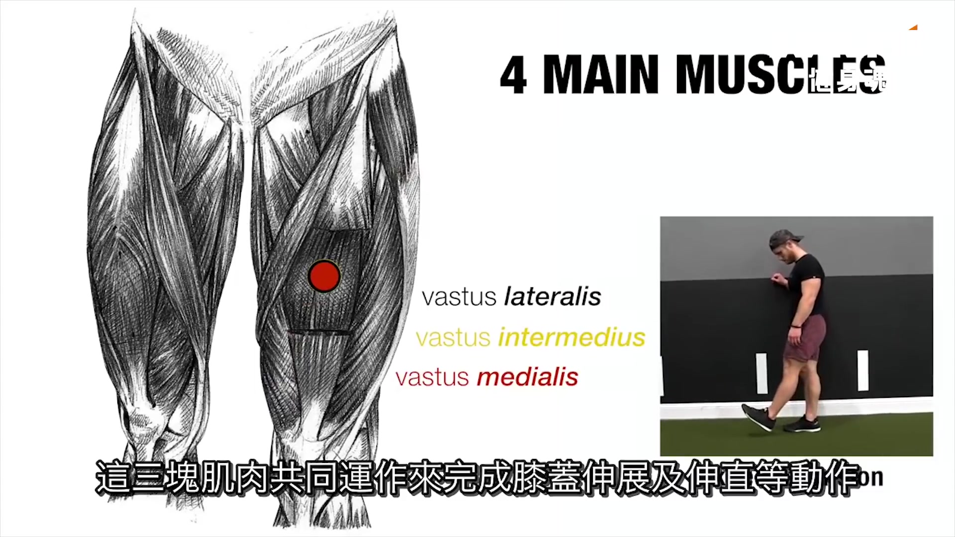 最有效的腿部训练  科学化训练  10篇论文研究集锦哔哩哔哩bilibili