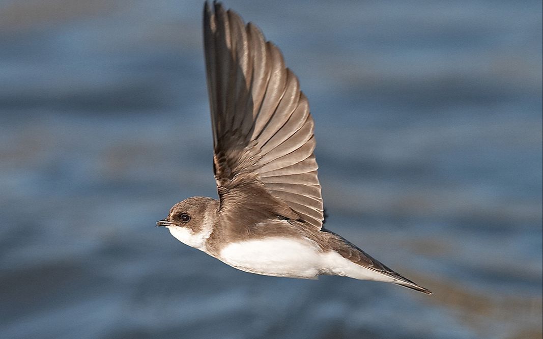 这是河边土崖上的崖沙燕,和你家的燕子不太像