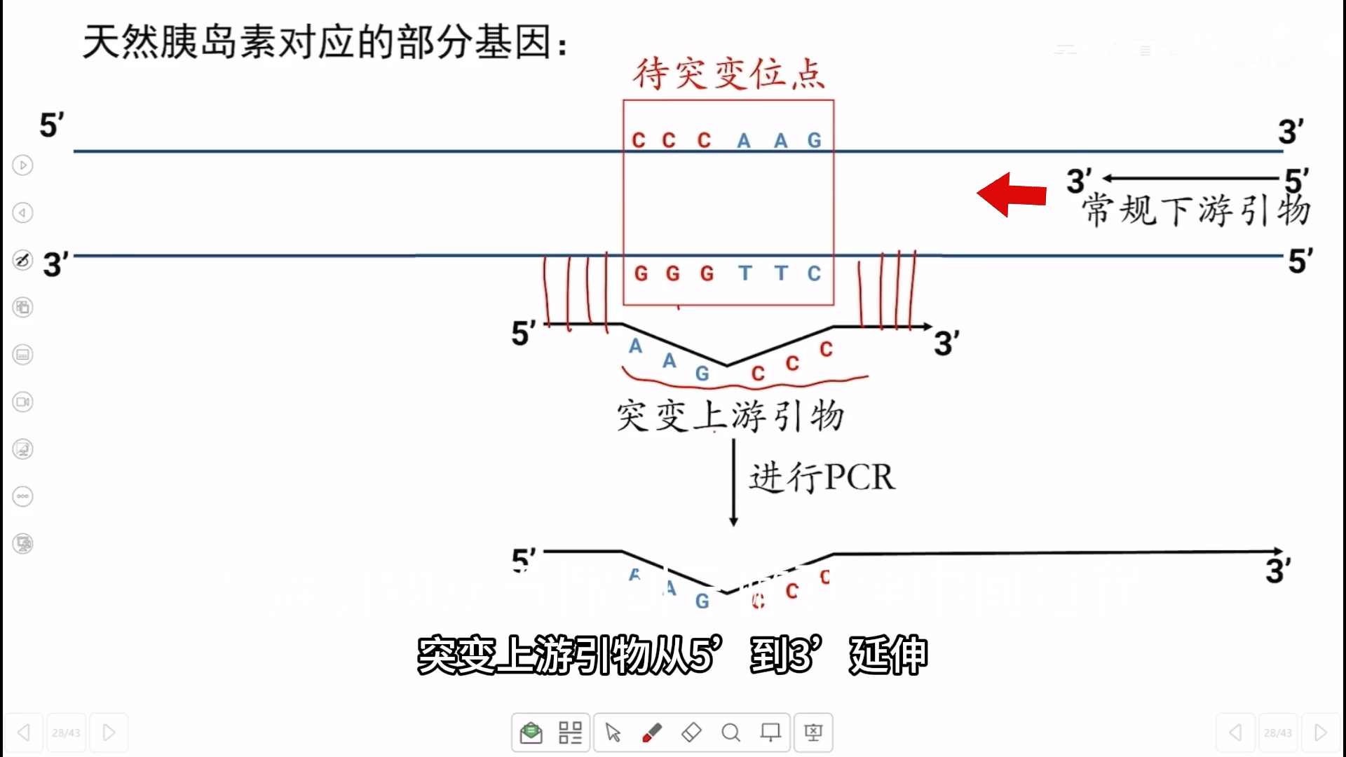 高中生物选择性必修三 蛋白质工程 基因定点突变技术(大引物PCR)哔哩哔哩bilibili