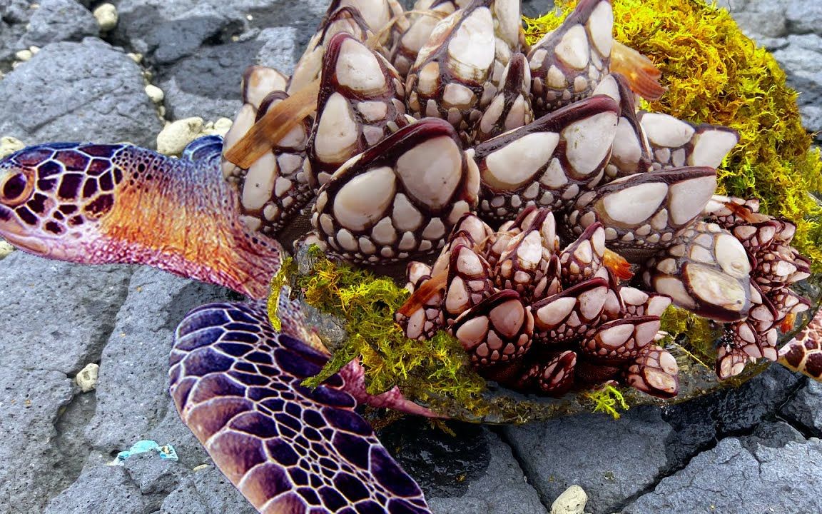 可怜的小乌龟身上长满藤壶,好心人耐心清理,过程真解压