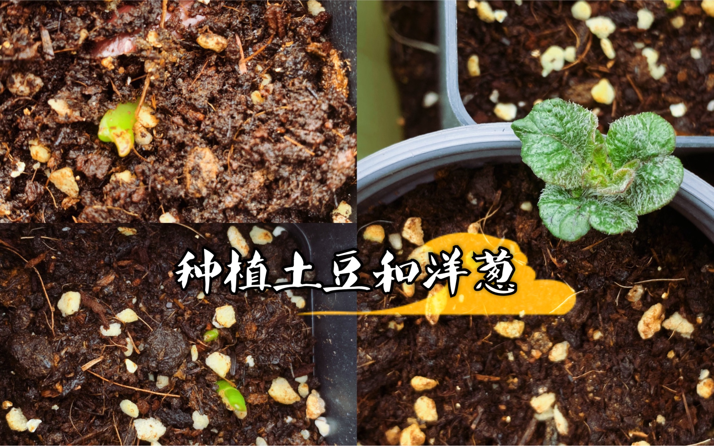 2月份种下的土豆和洋葱发芽了种植过程