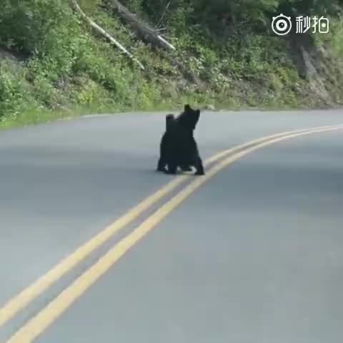 [图]大马路上的，一堆人停车围观两只小熊打架，看它们这架势忍不住想唱“洋娃娃和小熊跳舞，跳呀跳呀一二一”