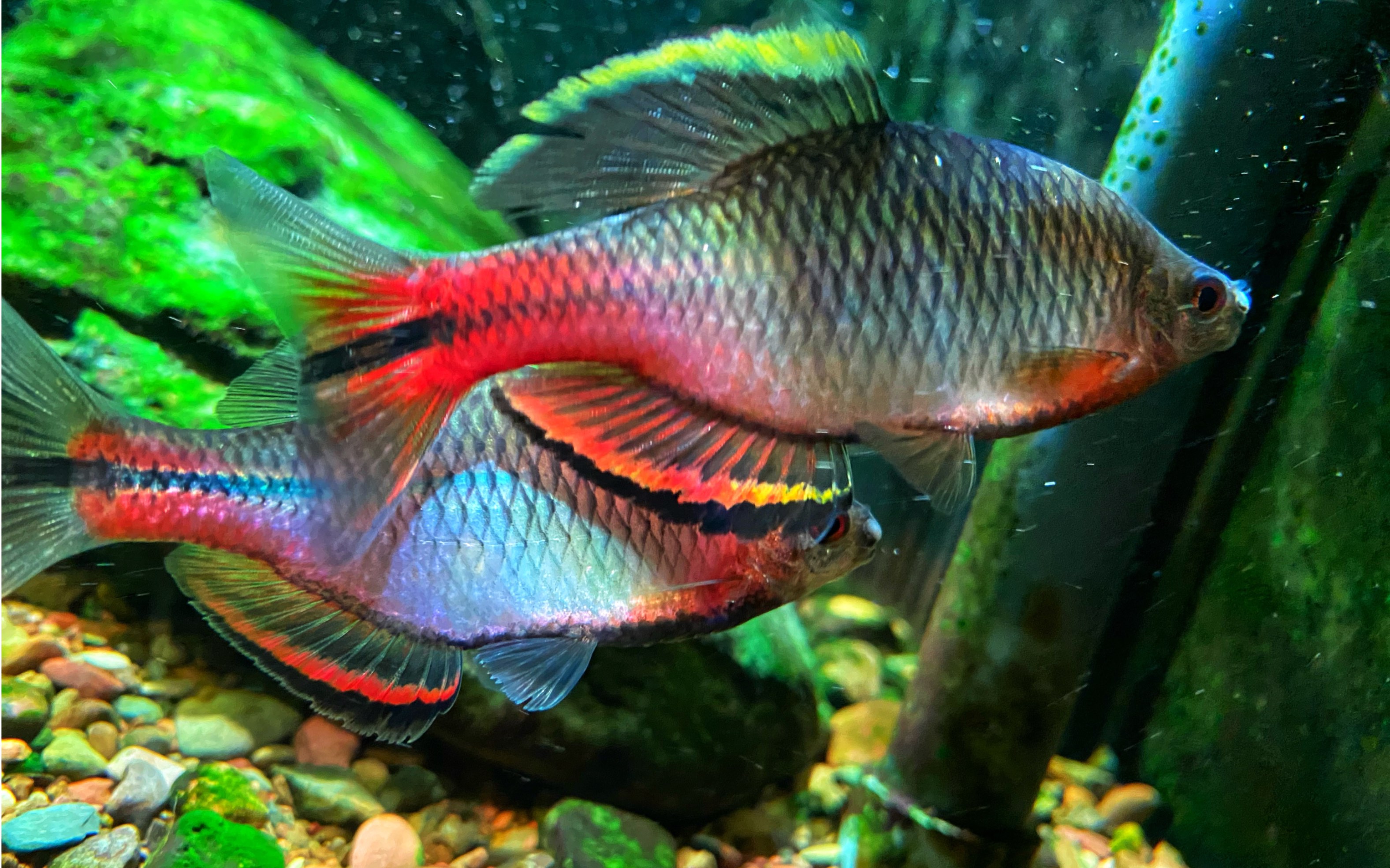 乐清齐氏鱊vs汕尾齐氏鱊