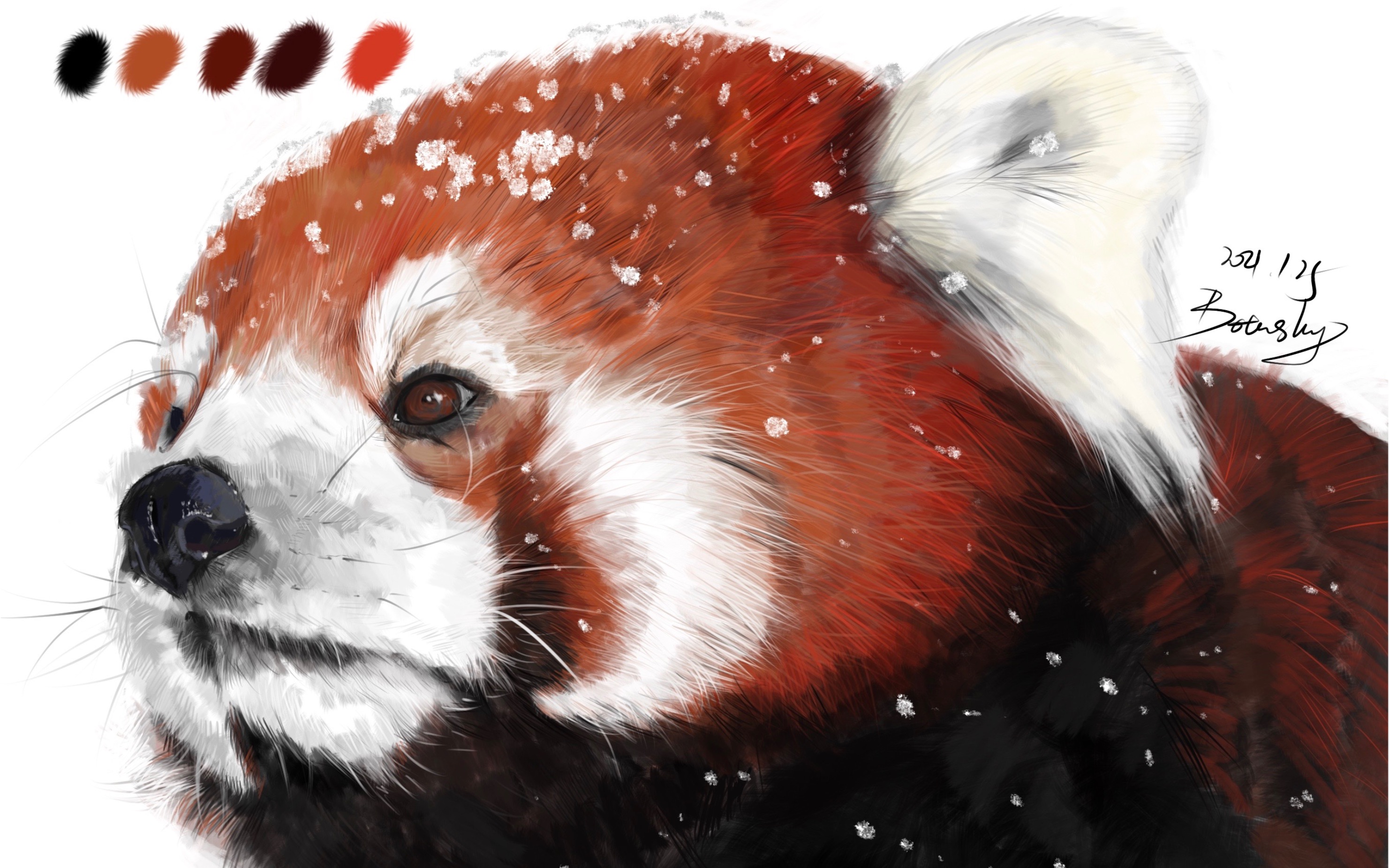 【ipad板绘】procreate写实 雪地小熊猫 绘画过程_哔哩哔哩 (゜-゜)つ