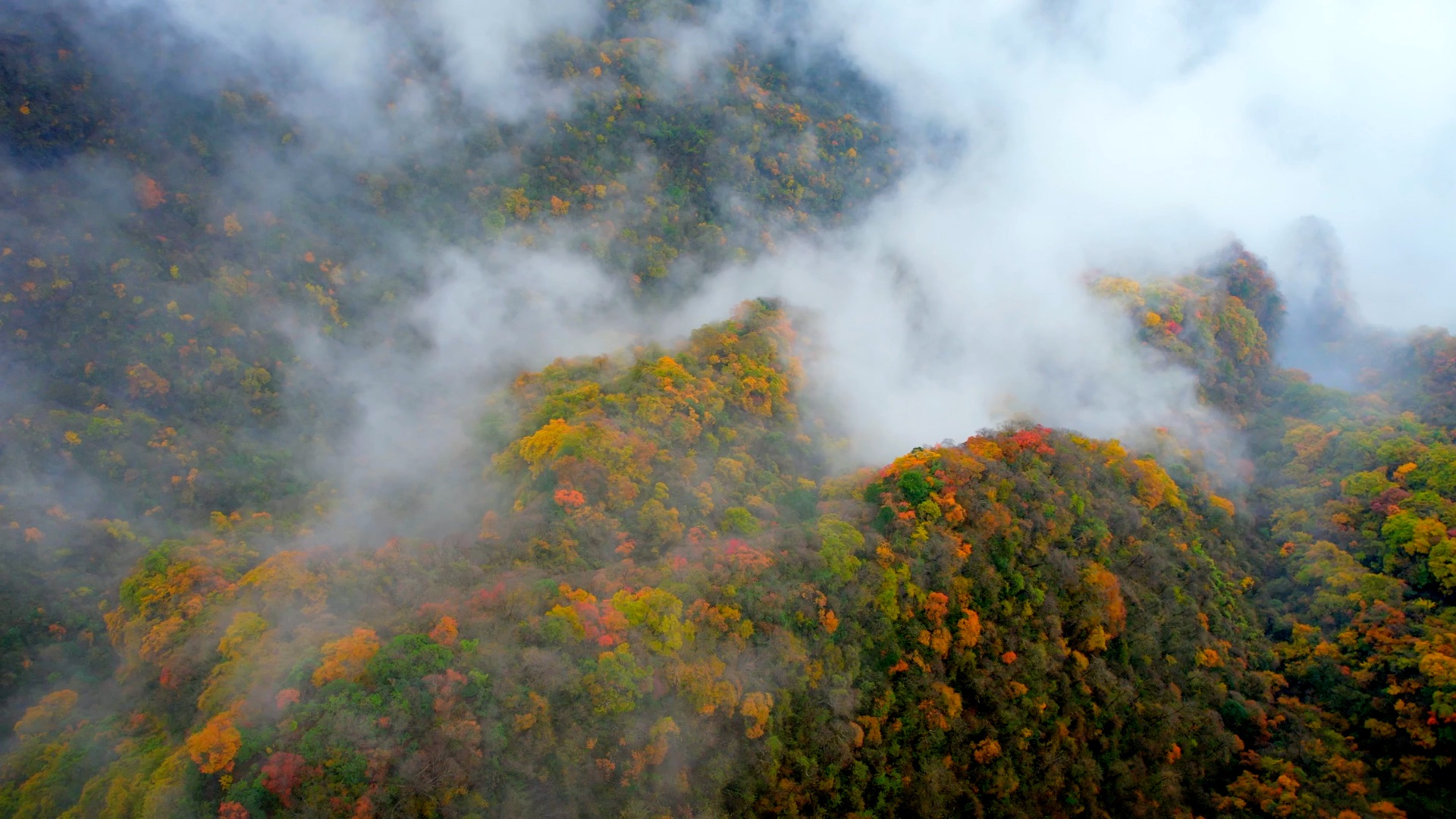 [图]“层林尽染秋意浓，最美不过漫山红”，这句诗是对秋日光雾山最好的描述。