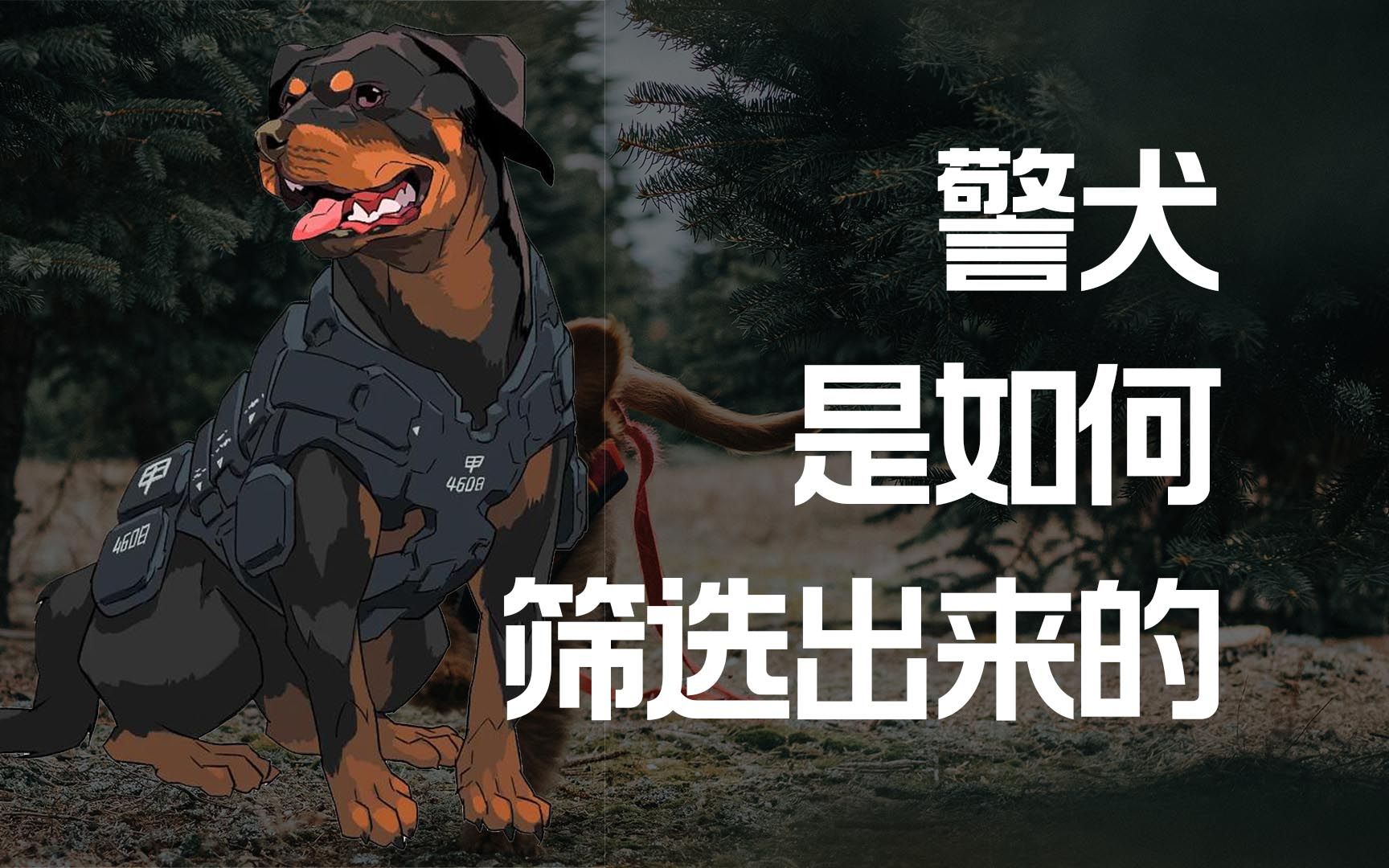 [图]警犬是如何赛选出来的？警犬都有什么品种？淘汰的警犬都去哪了?