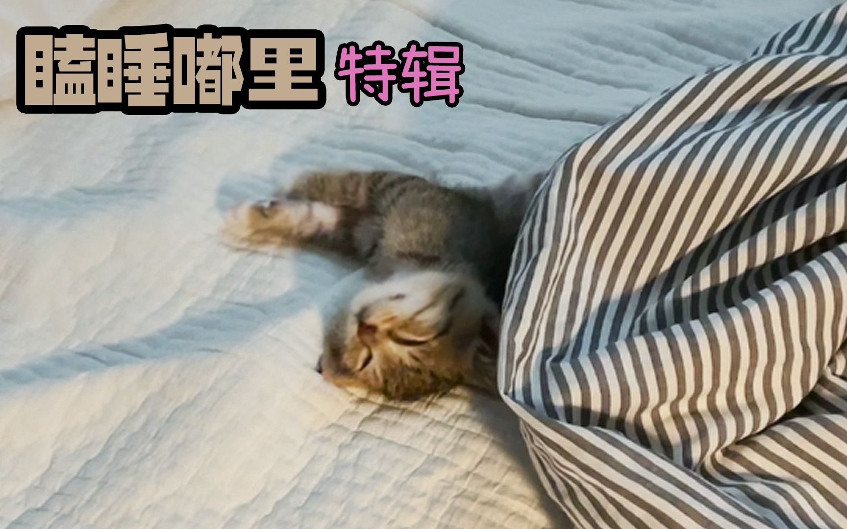 猫宝宝睡觉的时候,嘟叔叔未公开的嘟哩视频3哔哩哔哩bilibili