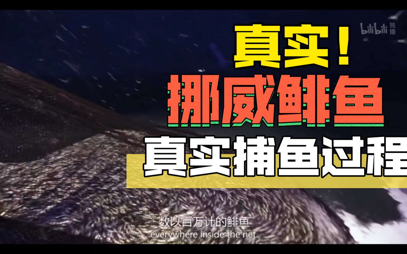 [深海追踪]挪威虎鲸