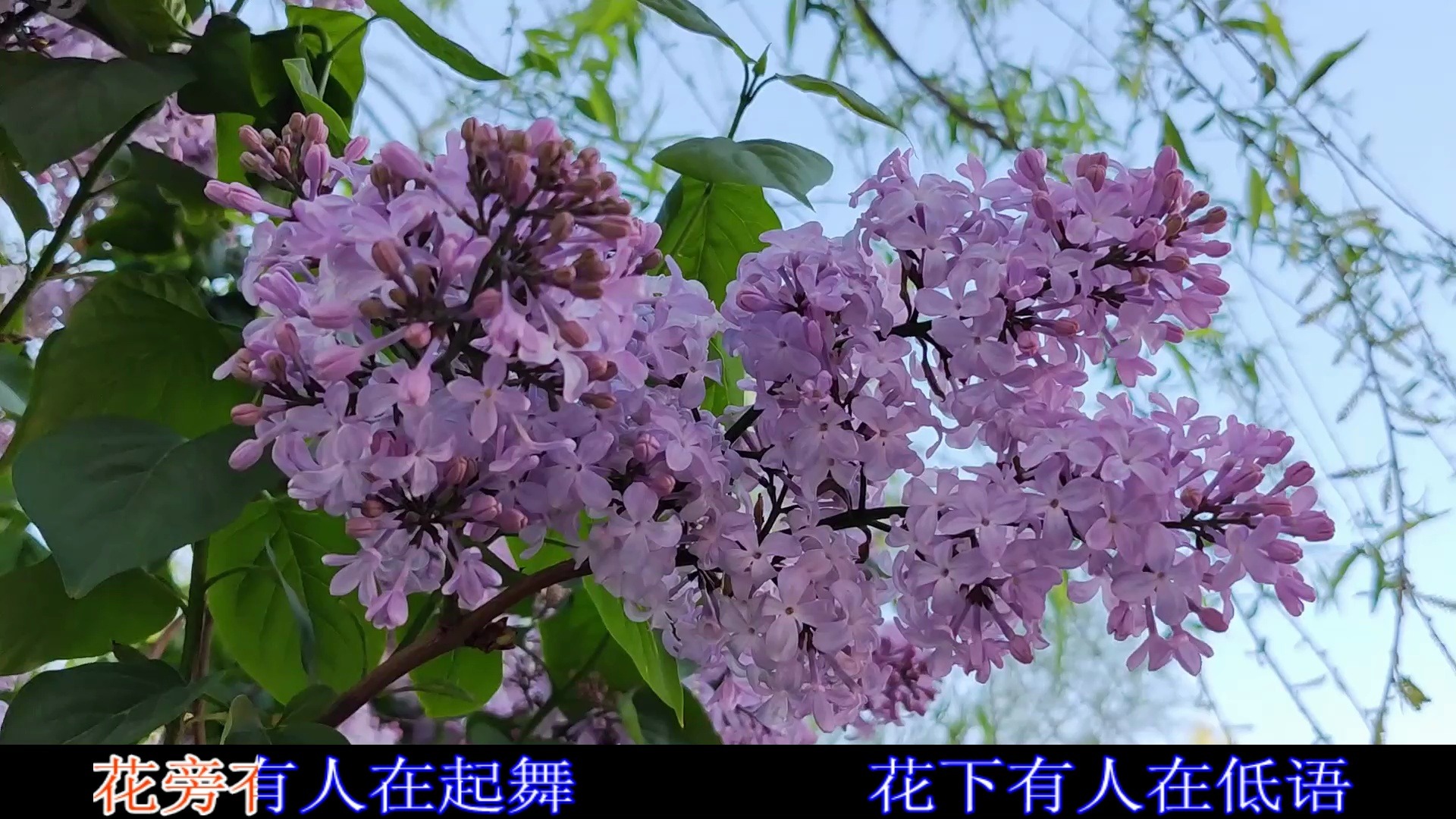 丁香花视频哔哩哔哩bilibili