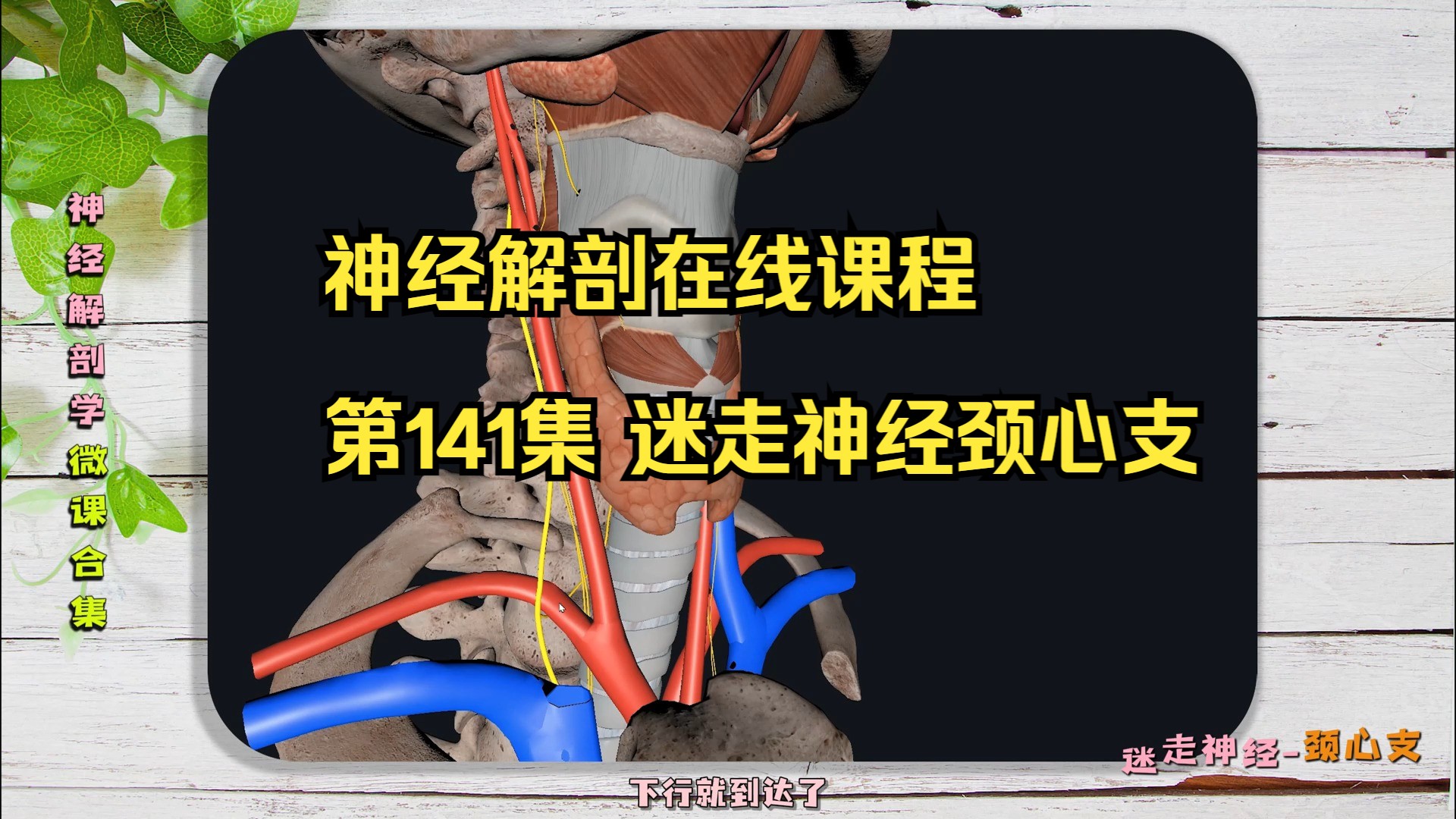 第141集 迷走神经颈心支脑神经解剖 【温馨提示】学习完整270集课程,请丛视频下方课程链接进入课程!哔哩哔哩bilibili