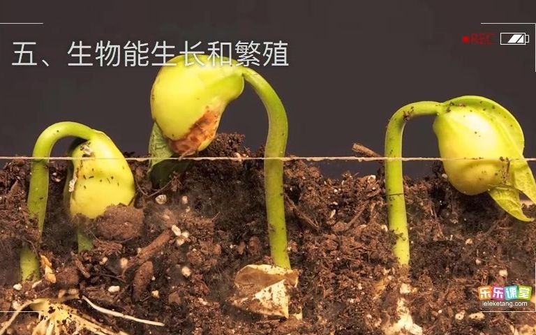 [图]01. 生物的特征