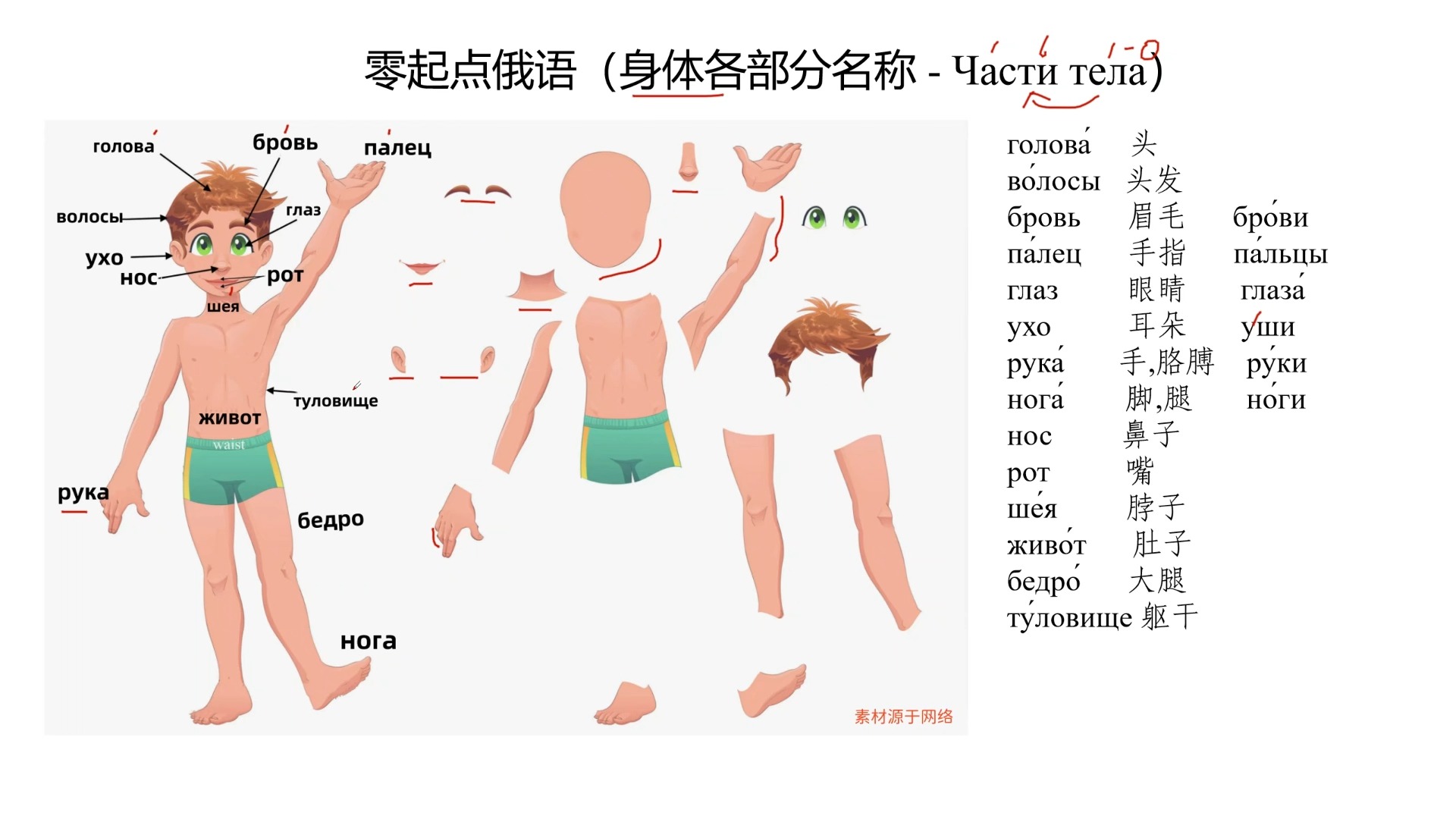 52. 基础俄语||单词篇|身体各部分名称哔哩哔哩bilibili