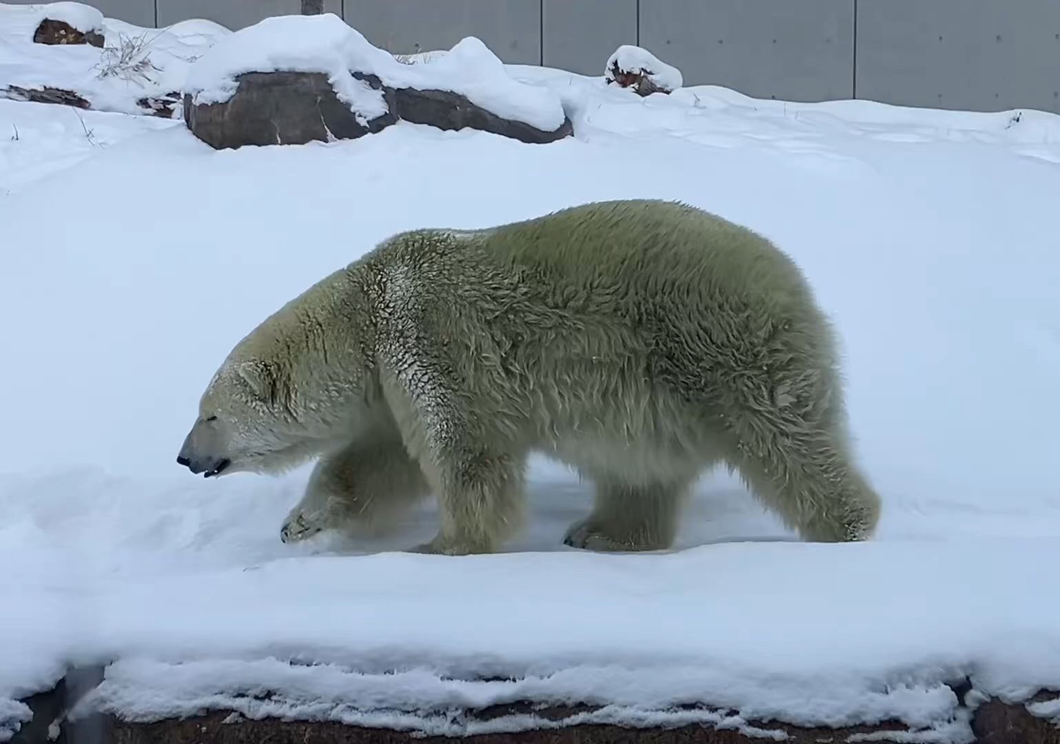 札幌市圆山动物园图片