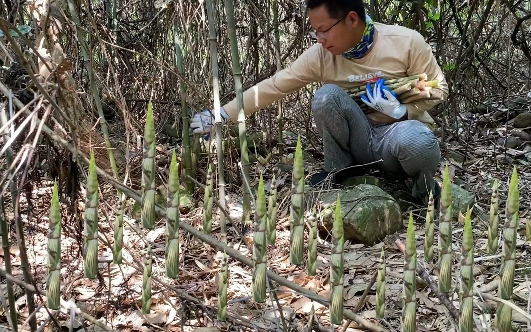 [图]野笋长得太快了，越掰长得就越快，村民掰笋卖，都能日赚1000元