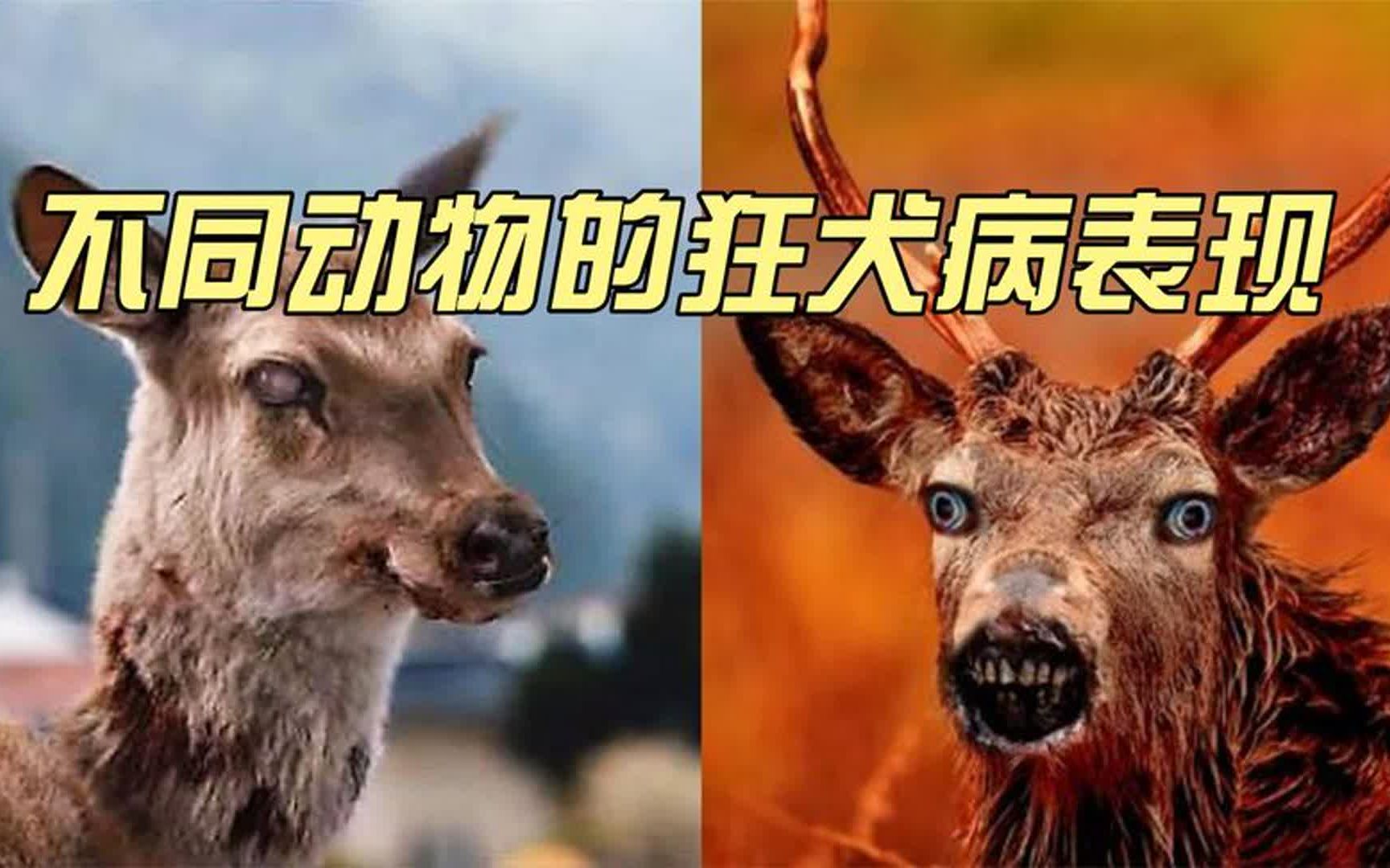 狂犬病发作的样子图片图片